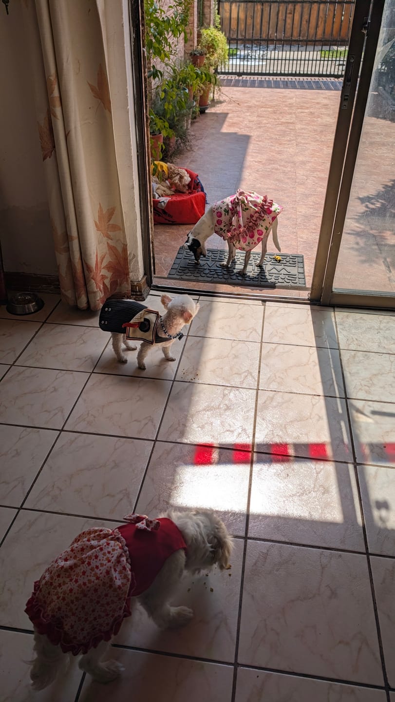 Customer photo review of Pack Dieciochero Perruno