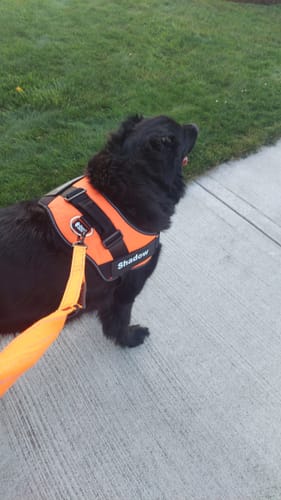 Customer's black dog wearing a vibrant orange No Pull harness with a matching Bungee Leash attached, on a sidewalk.