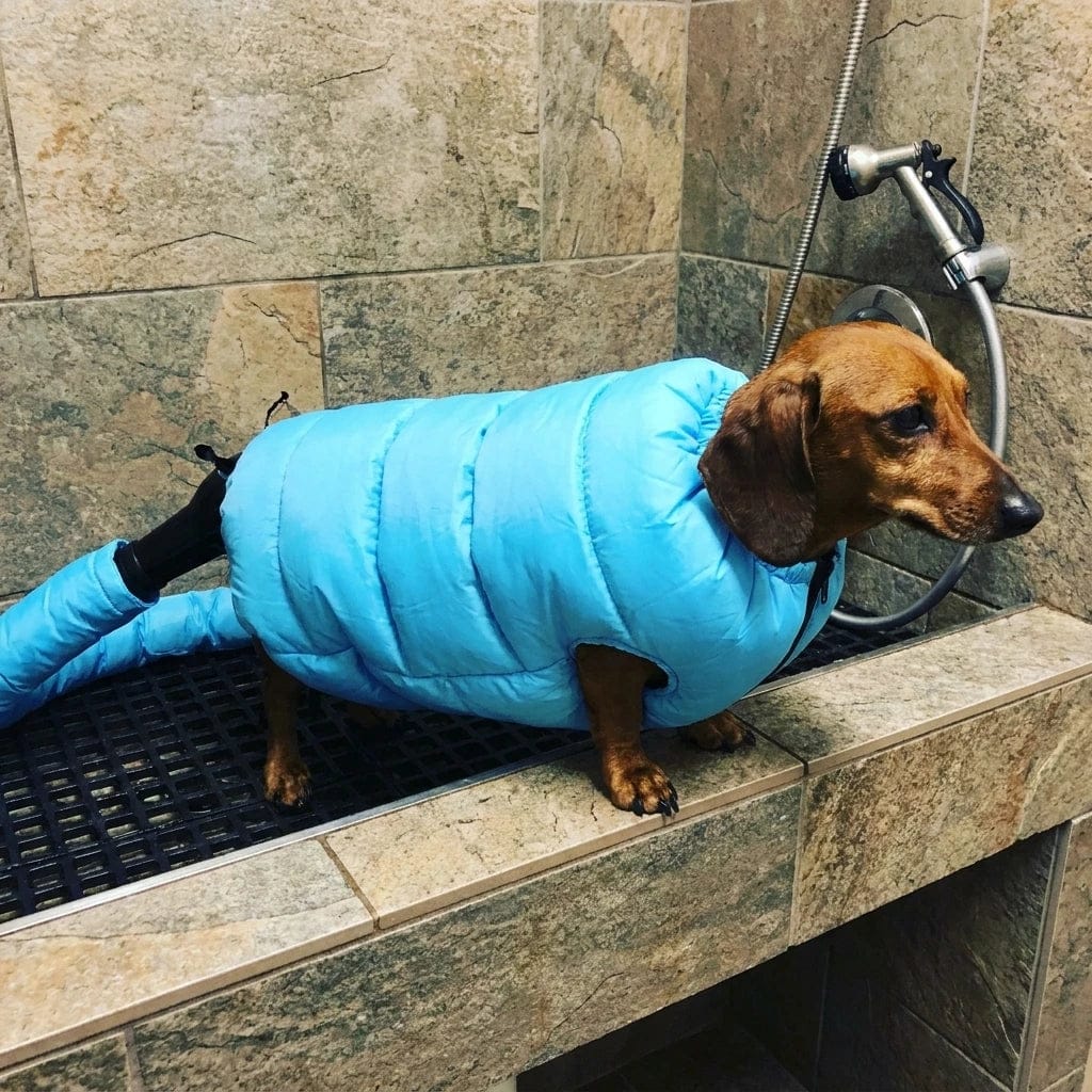 Customer photo review of Traje Secador Rápido para Perros y Gatos