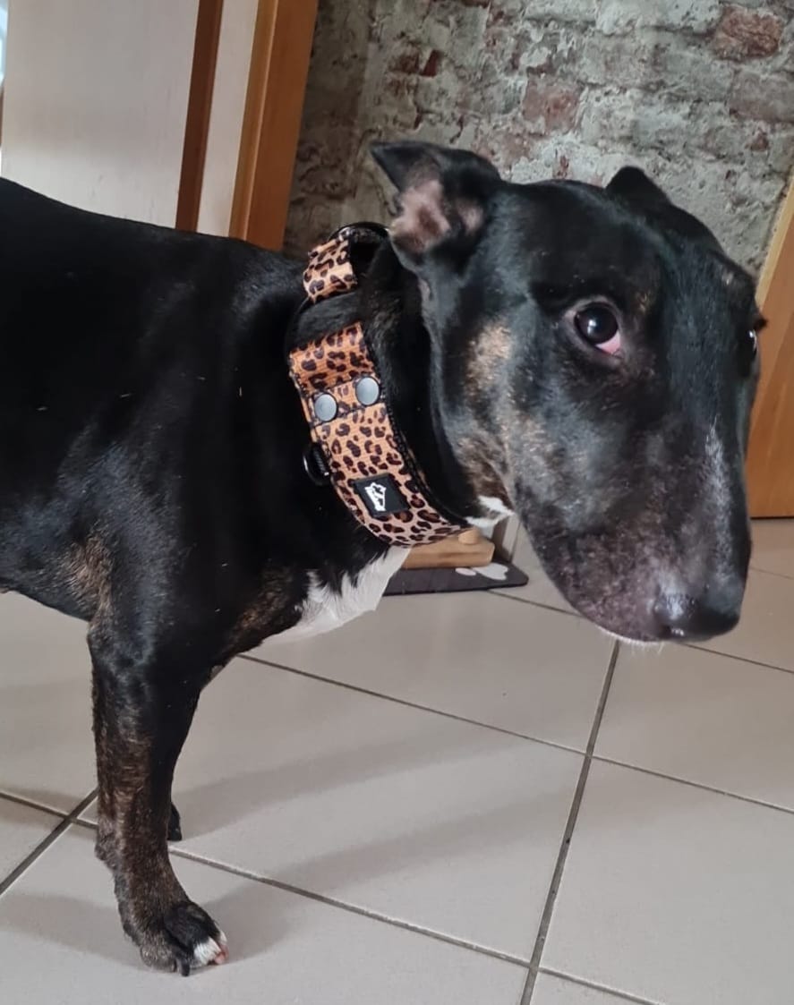 Customer photo review of Multileash Leopard - Multifunktionellt koppel