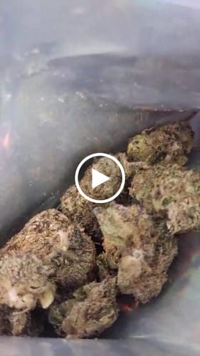 Customer video review of THC-A 36% Flower Granddaddy Purple