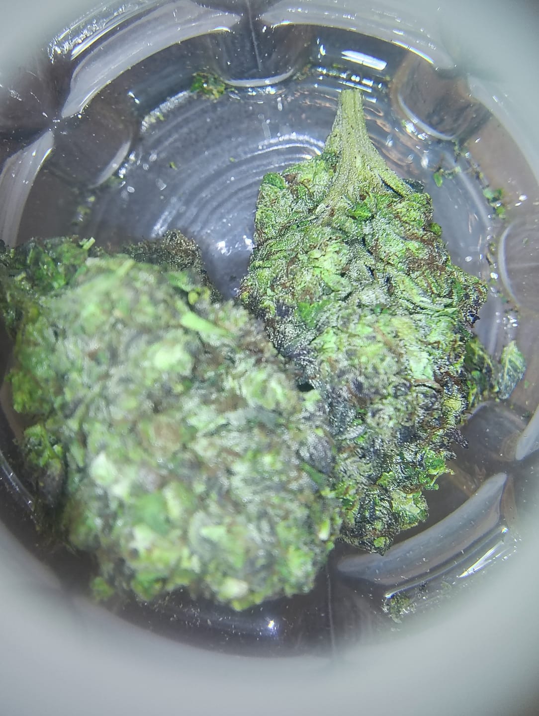 Customer photo review of Jet Fuel Gelato x Peach Rings - Bulk - Hybrid