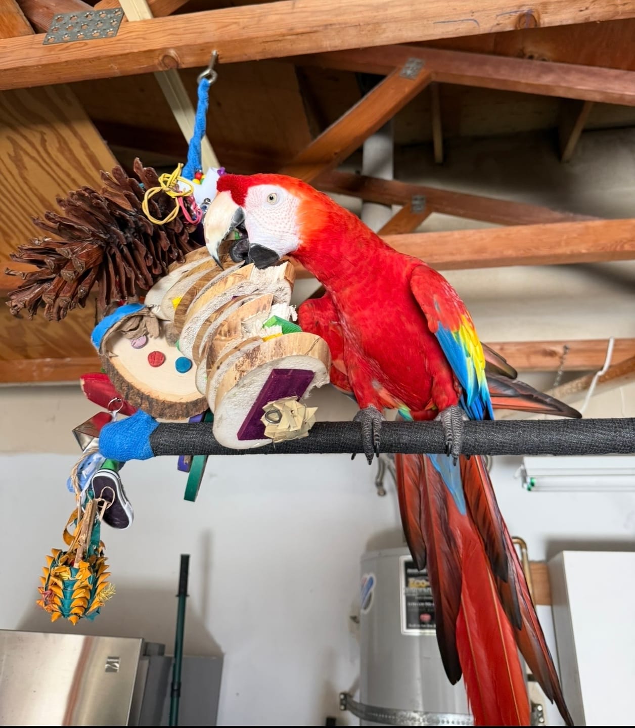 Customer photo review of Big Boy Yucca Bird Toy – Natural Chew Toy for Parrots & Aggressive Chewers