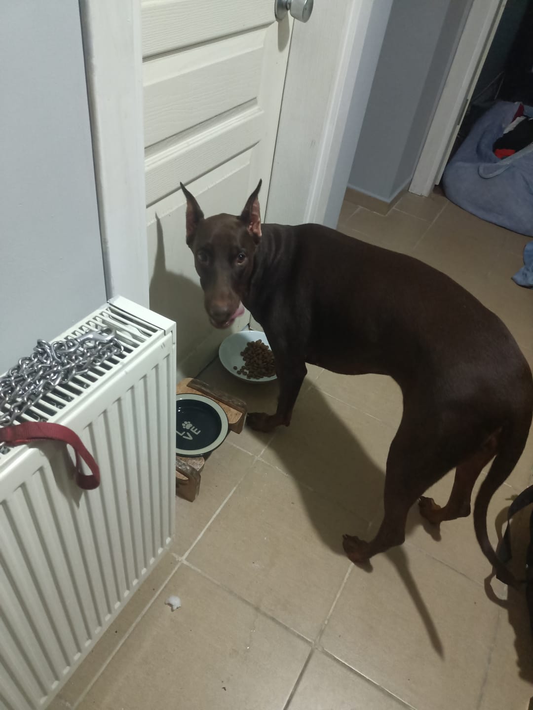 Customer photo review of Somonlu Medium Maxi Yetişkin Köpek Maması 18 kg