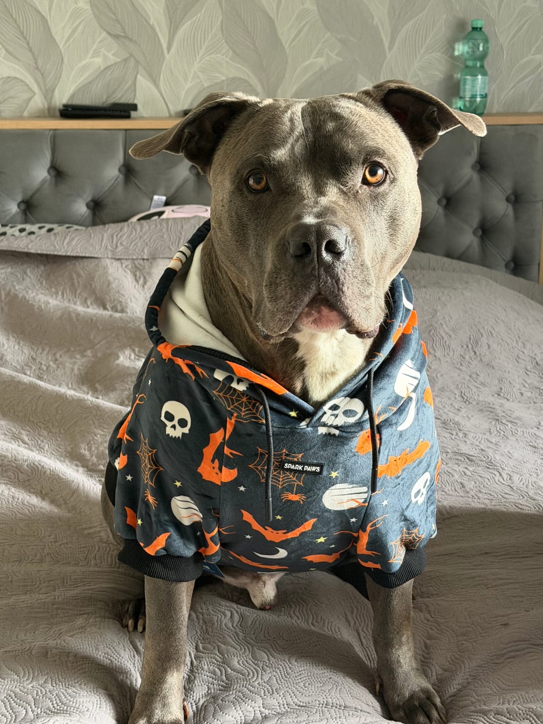 Customer photo review of Halloween Dog Hoodie - Black