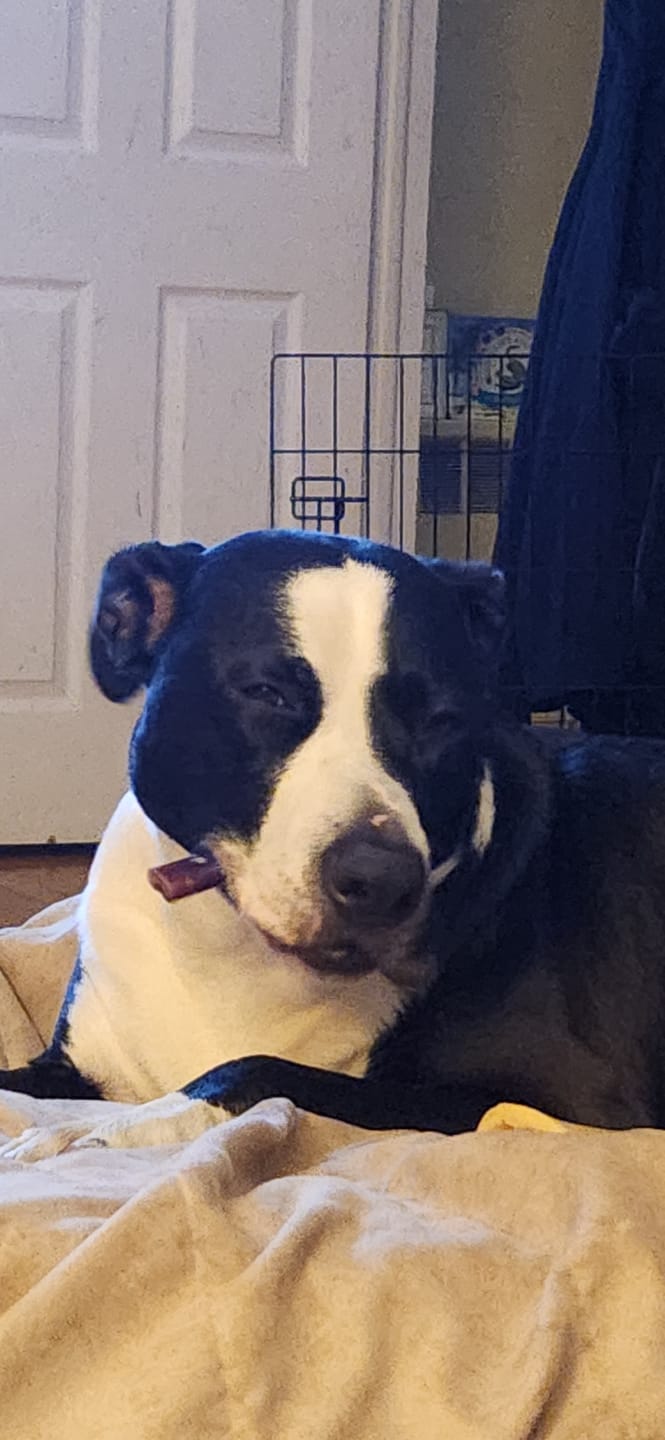 Customer photo review of 12 Inch Monster Bully Stick