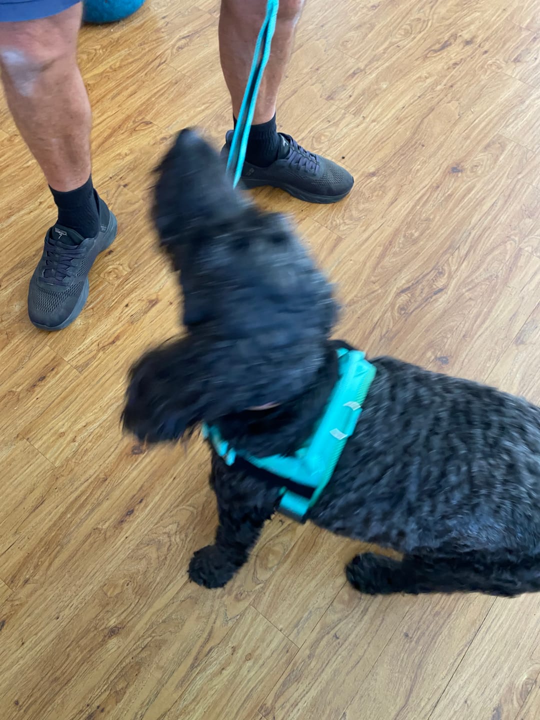 Customer photo review of The Good Dog Bungee Lead