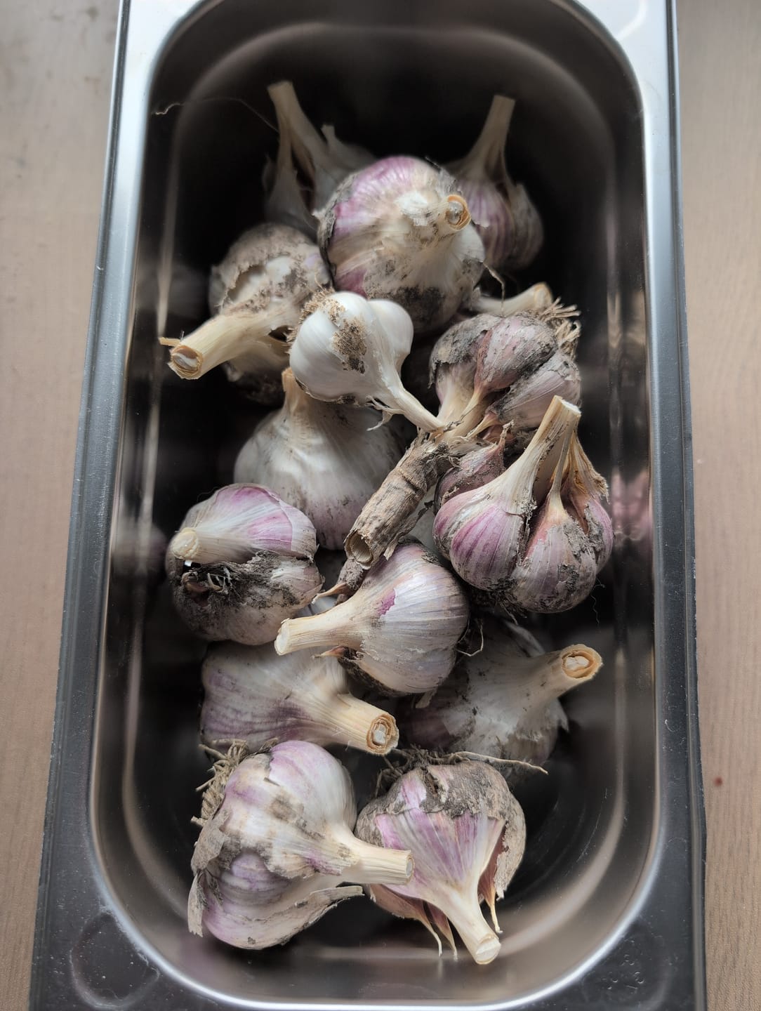 Customer photo review of Pflanzknoblauch ‘Ljubascha’: Bio-Pflanzgut aus Erhaltungsanbau