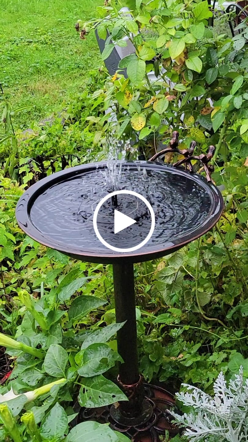 Customer video review of Floating Solar Pump