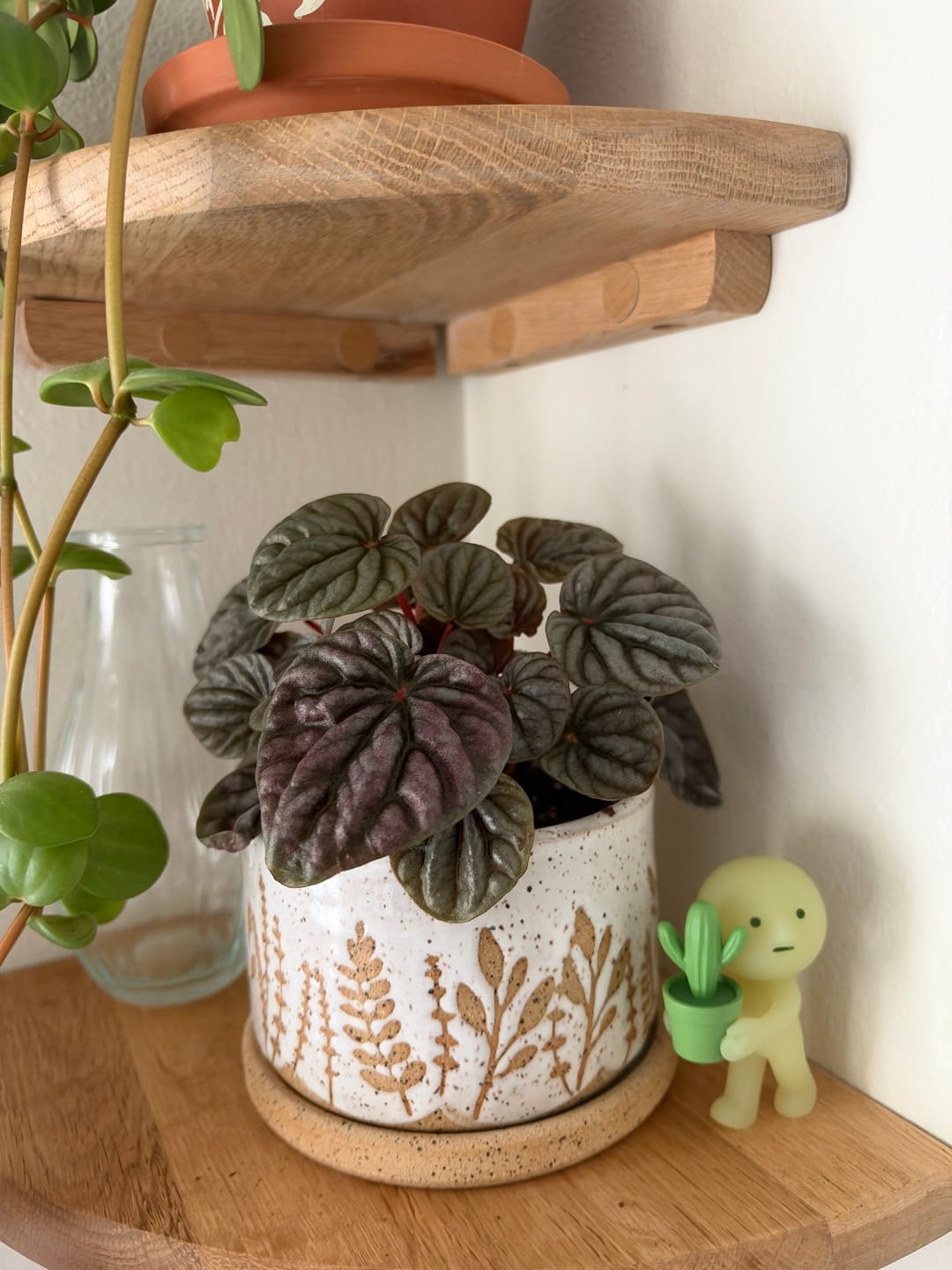 Customer photo review of Peperomia caperata 'Red Beauty'