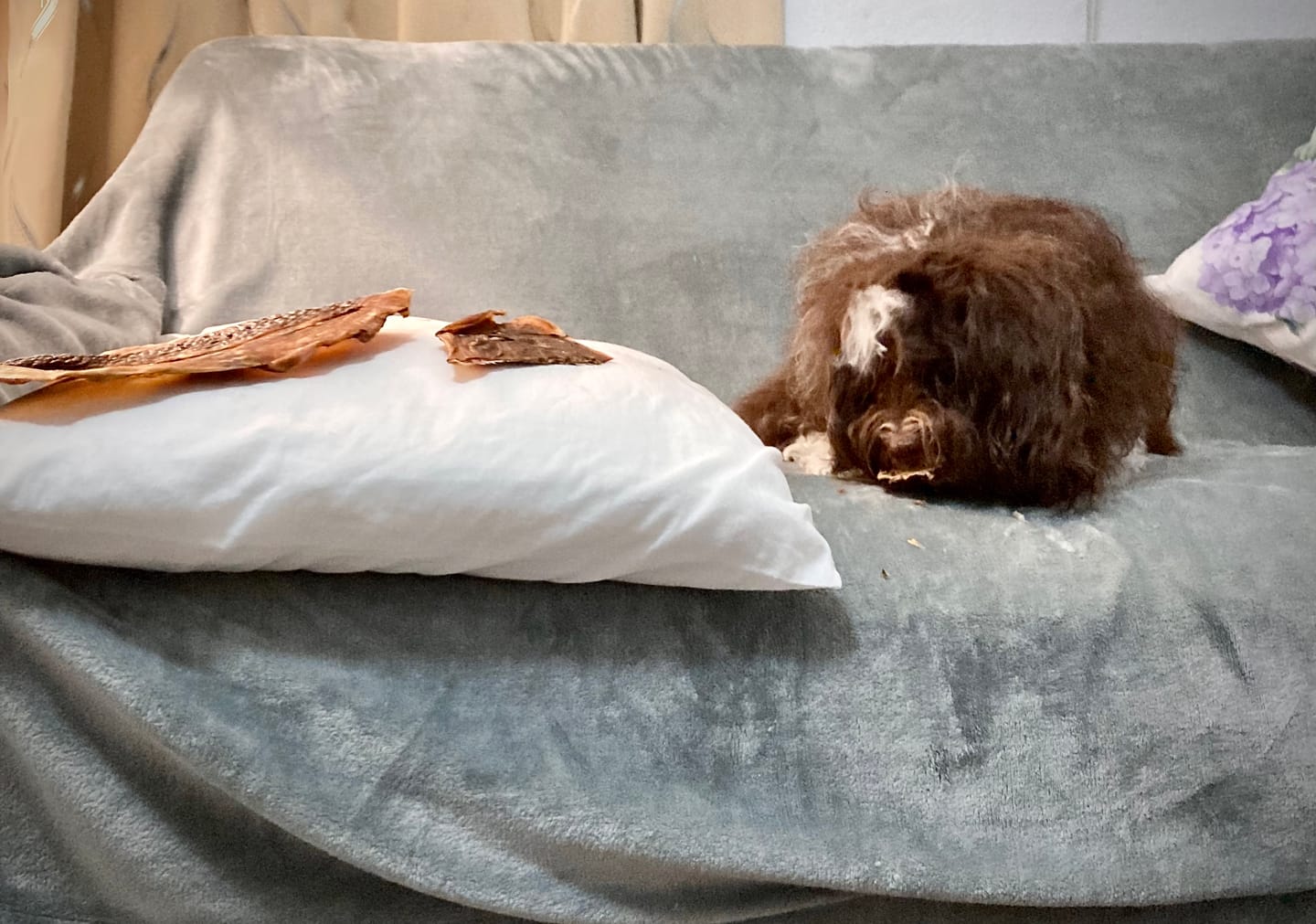 Customer photo review of Chewy Ostrich Whole Gizzard: The Protein & Omega-3 Rich, Natural Dog Chew Treat