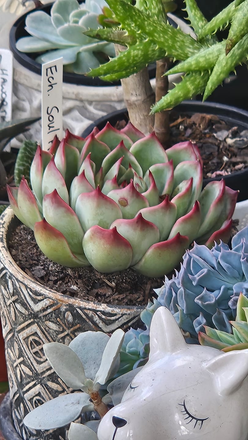 Customer photo review of Echeveria 'Soul Heart' - Lg