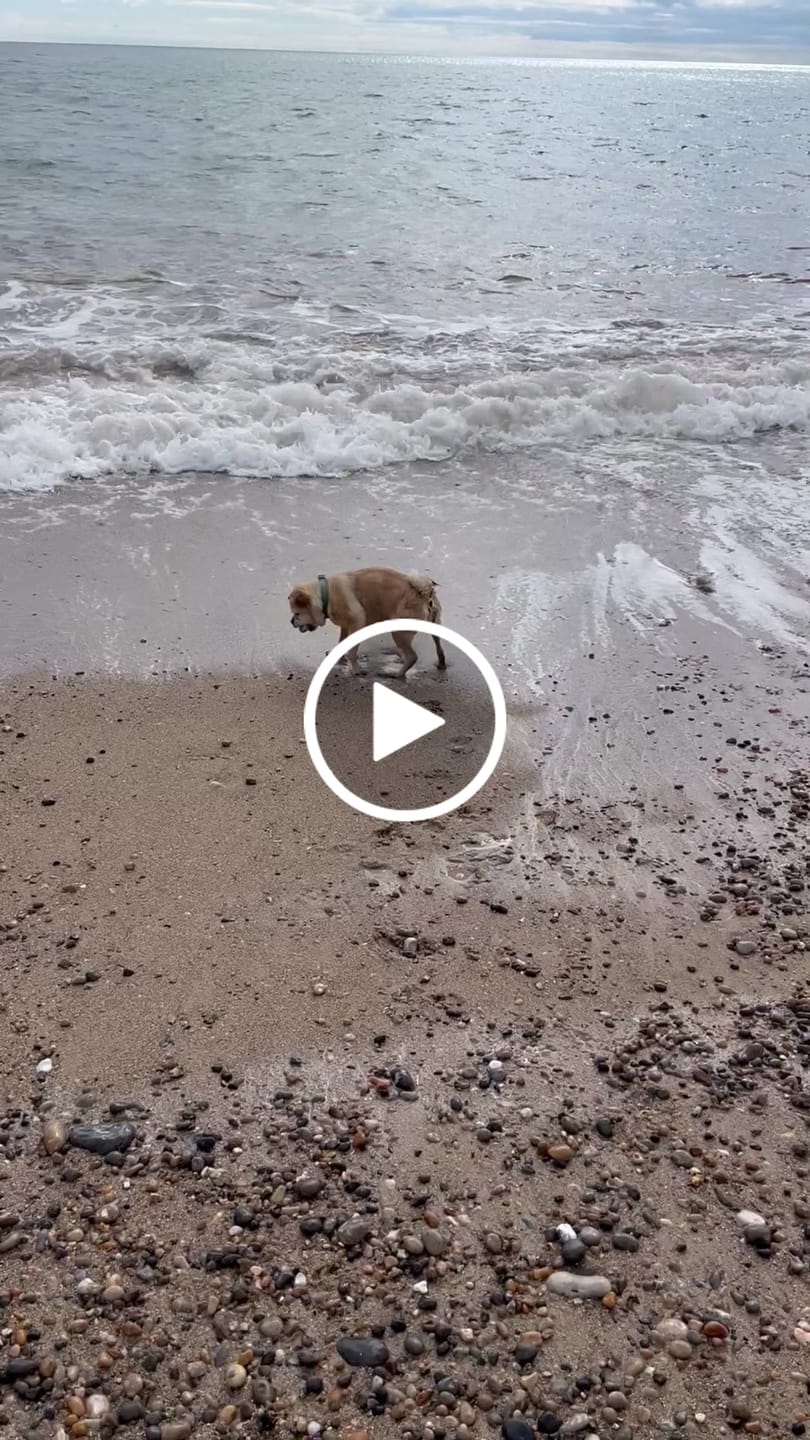 Customer video review of Green Lipped Mussel Powder For Dogs