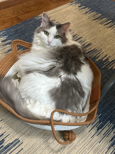 Customer's grey and white cat lounging comfortably in an Instinct Basket.