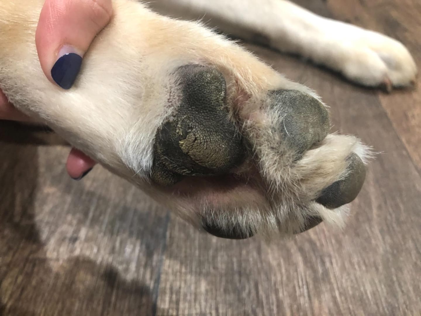 Customer photo review of Natural Paw Balm for Dogs & Cats