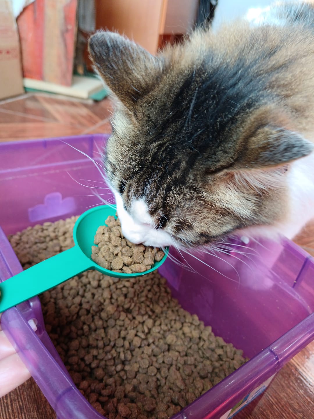 Customer photo review of PetFamily Foods Gato Pollo-Salmón