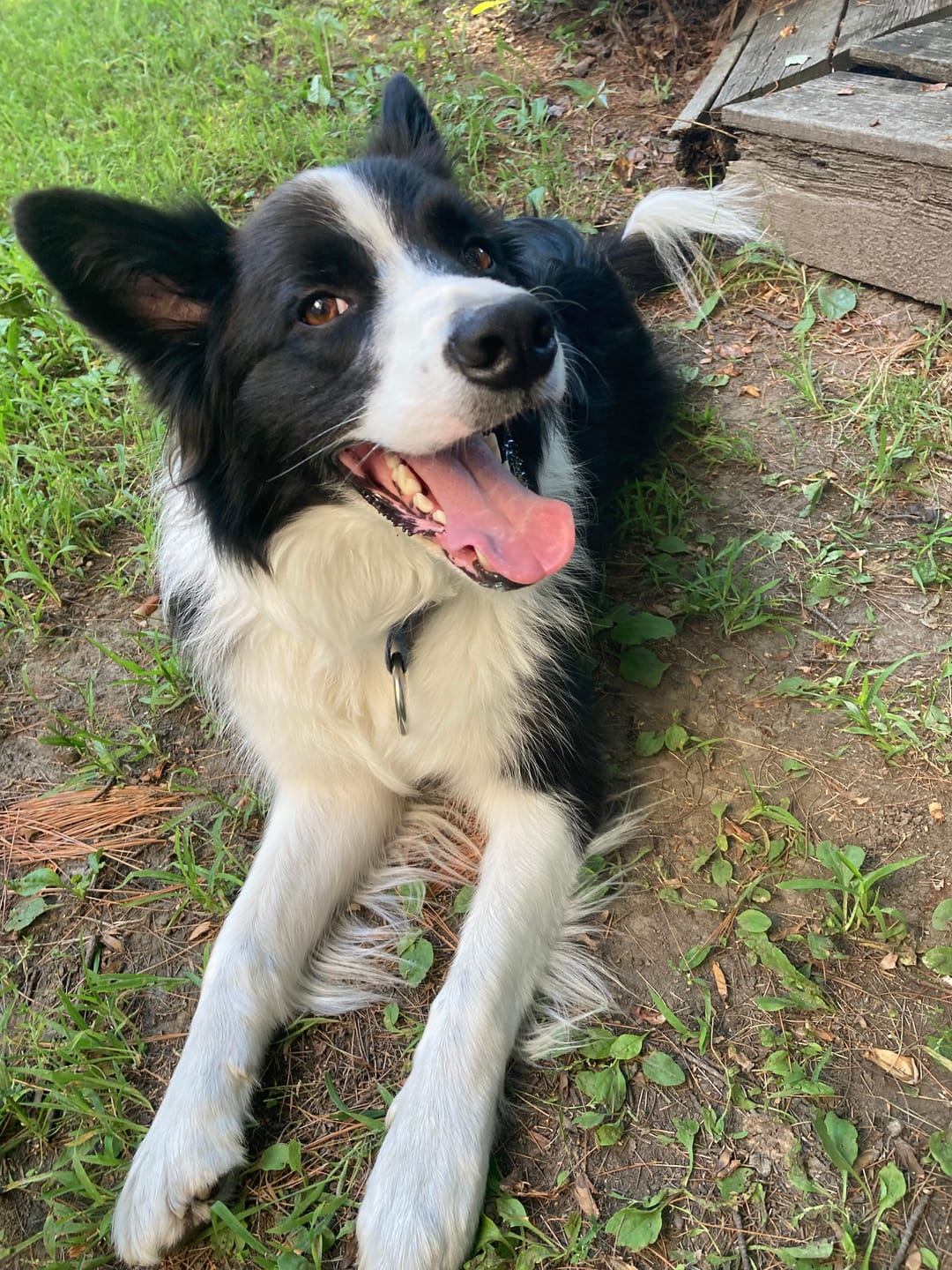 Customer photo review of Vrac Nature's Own - Museau de Boeuf pour chien