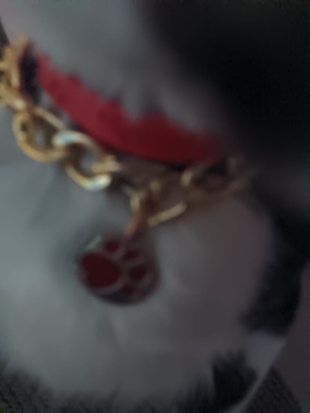 Customer photo review of CT3977 1 Pieza De Collar Para Mascota