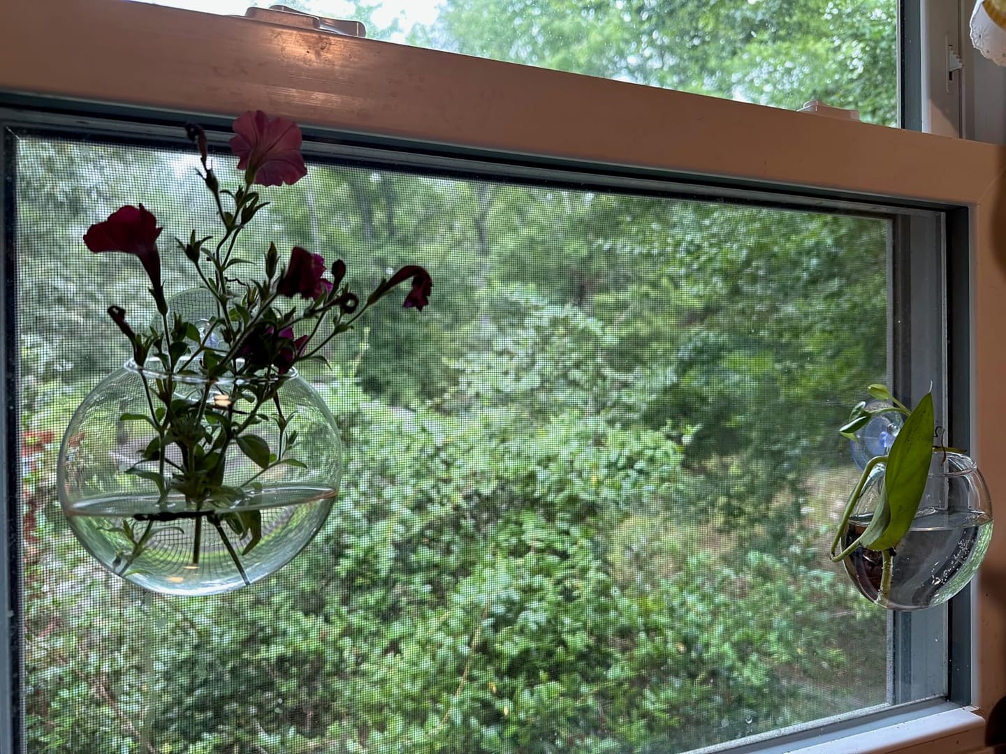 Customer photo review of Bulles de Boutures®