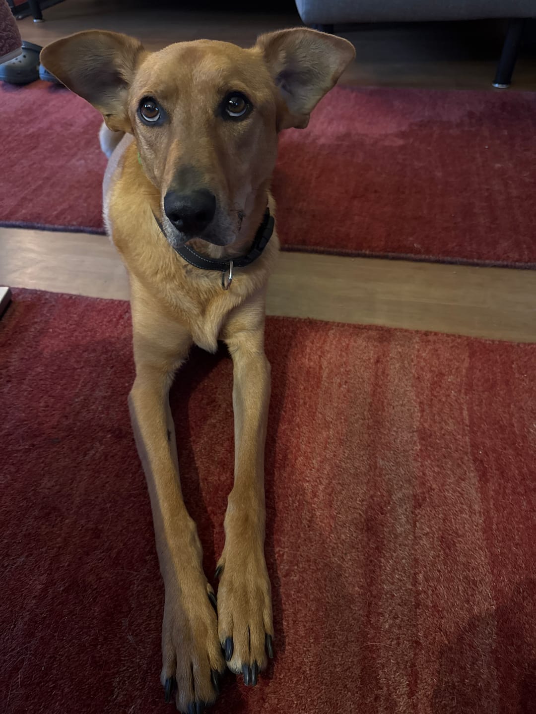 Customer photo review of GIGI VET KREOPET Pankeas Pankreasenzyme Pankreatin Verdauungsenzyme