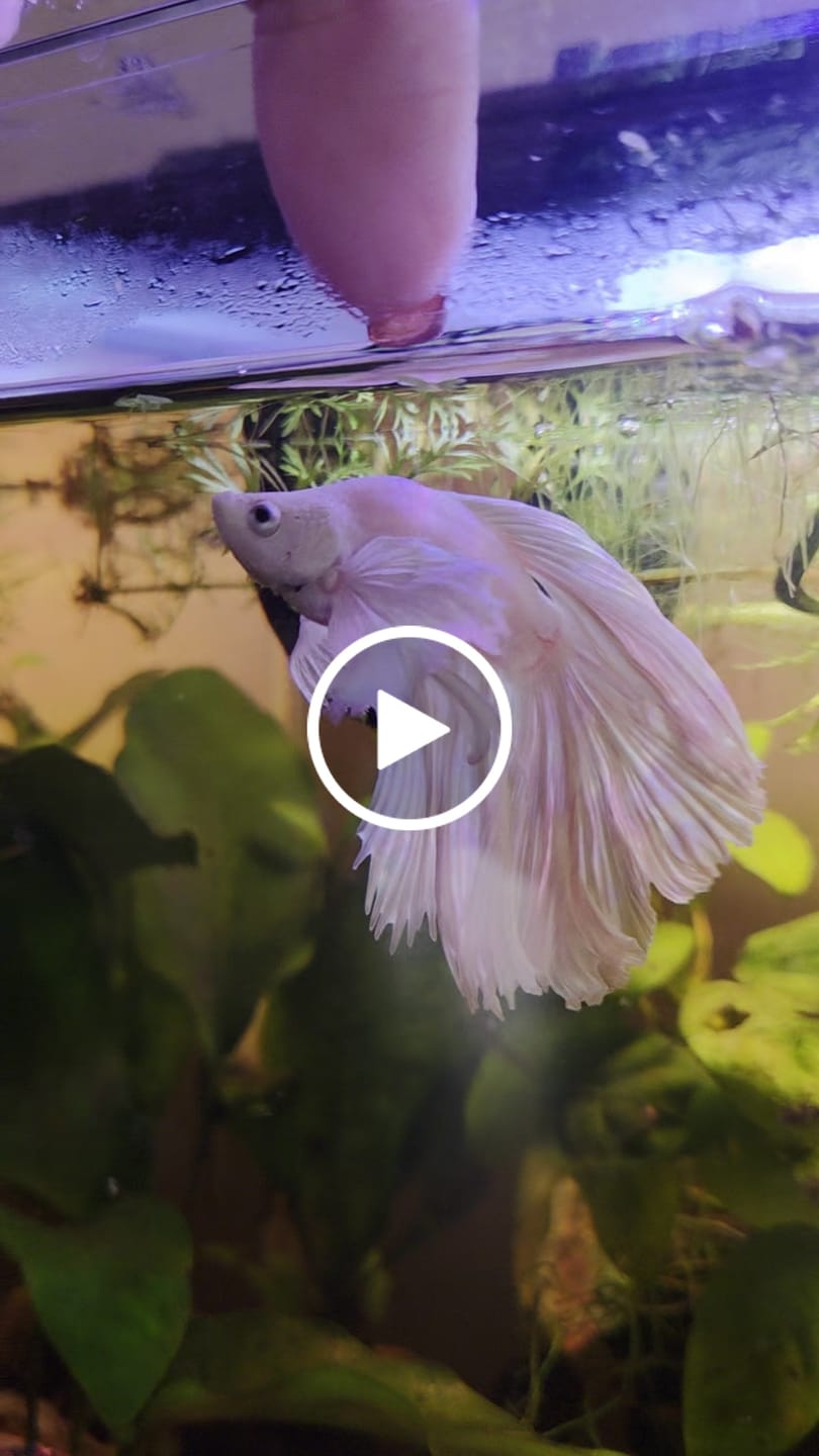 Customer video review of Super White Dumbo Ear Halfmoon Male Betta Fish