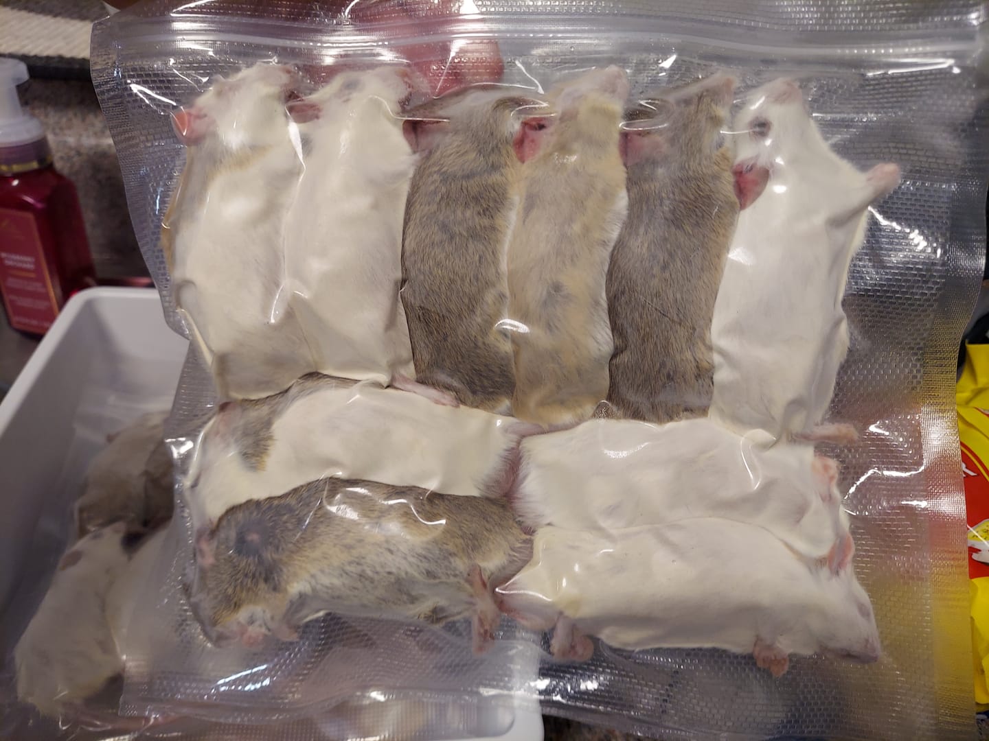 Customer photo review of Jumbo African Soft Fur Rats (10 Count)