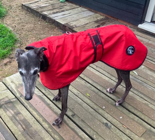 Customer photo review of Regna - Lightweight Summer Sighthound Coat with Harness Hole Zip