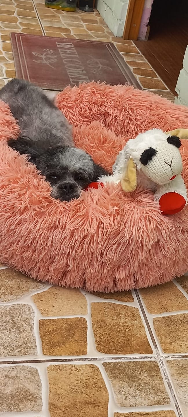 Customer photo review of Oveja divertida con sonidos