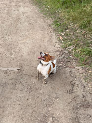 Customer photo review of Collar Remachado Básico (Perro)