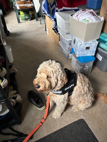 Customer's Dogshood No Pull Harness with personalized name patch worn by a goldendoodle dog