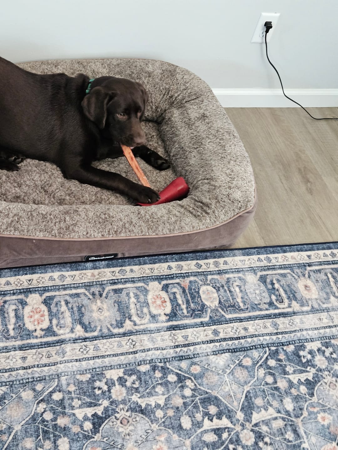 Customer photo review of Bully Stick Safety Holder