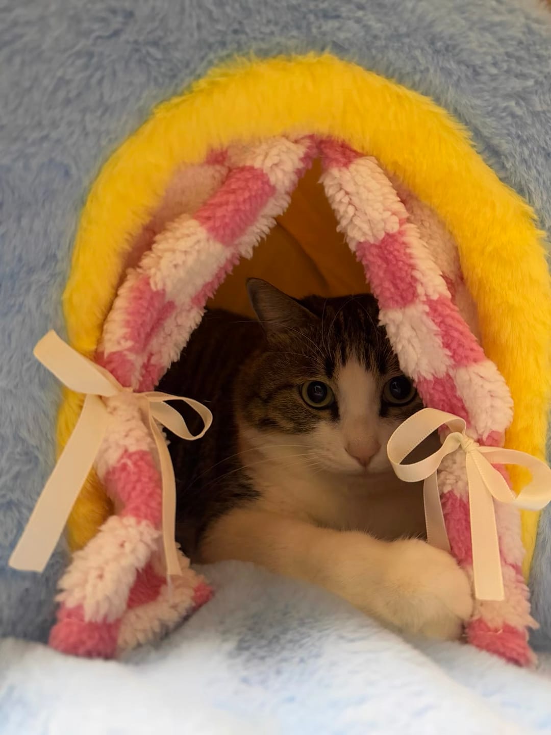 Customer photo review of Cozy House Cat Bed