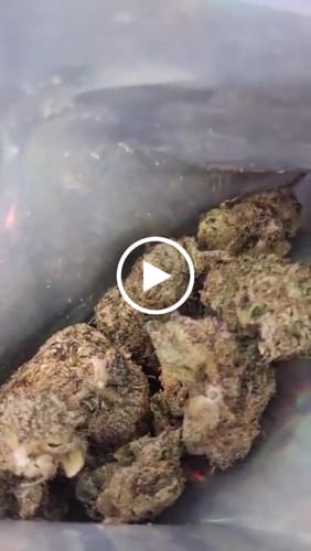 Customer video review of THC-A 29% Flower White Truffle