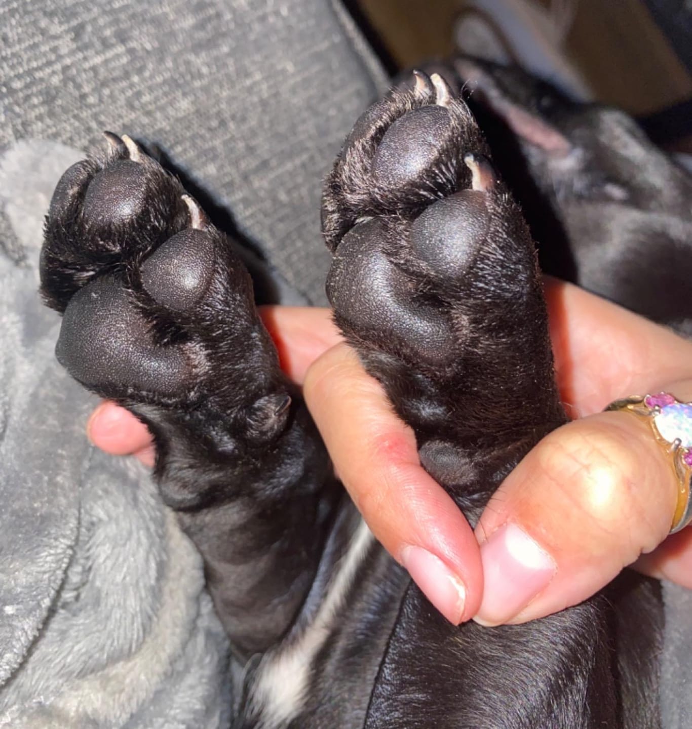 Customer photo review of Natural Paw Balm for Dogs & Cats