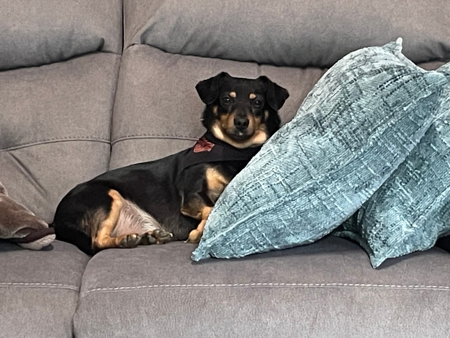 Customer photo review of ProDenta by PupLabs™ - Advanced Dental Health for Dogs