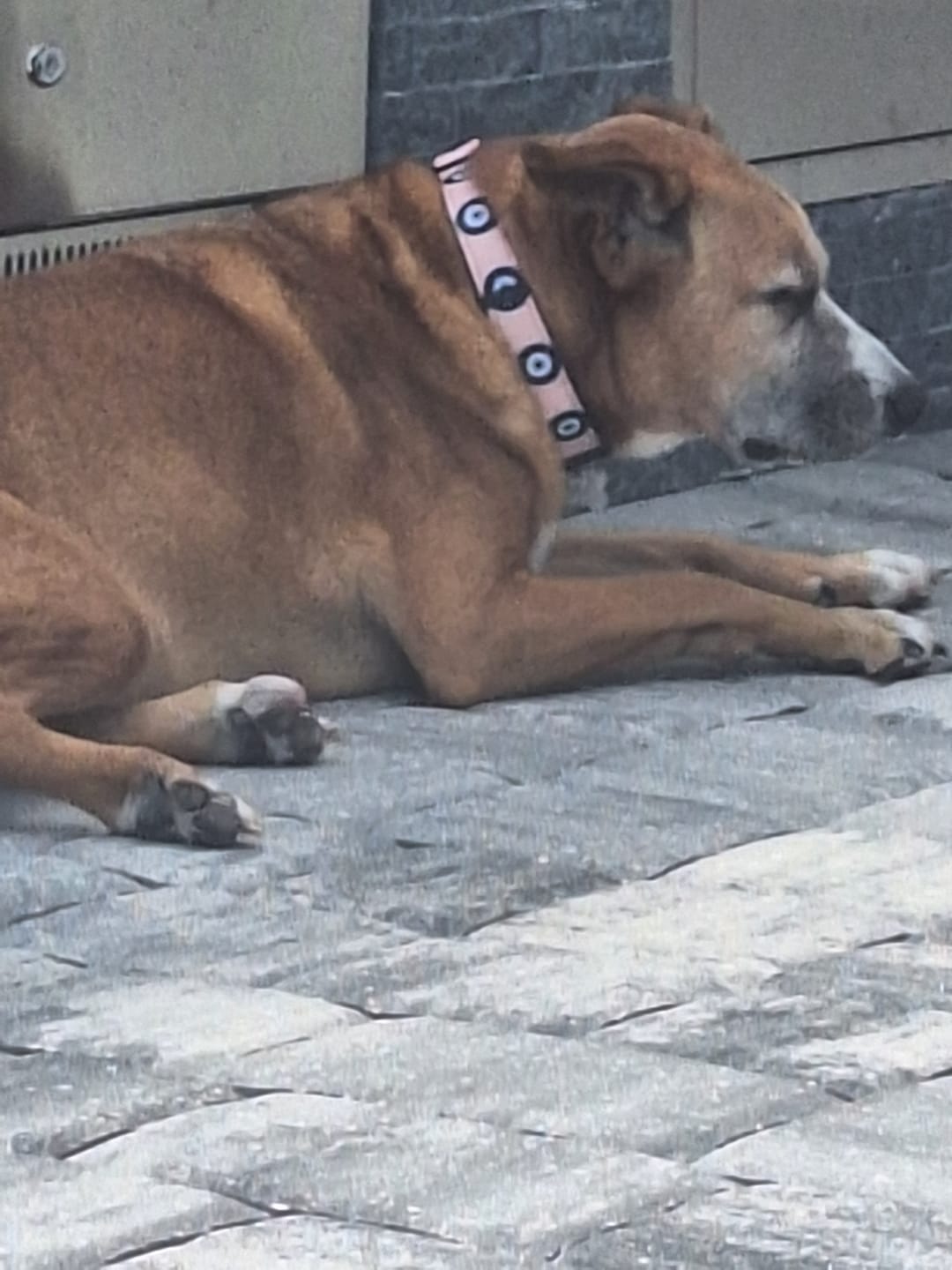 Customer photo review of Evil Eye Protection Dog Collar (Pink) — Shield Your Pup's Spirit