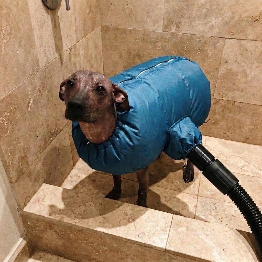 Customer photo review of Traje Secador Rápido para Perros y Gatos