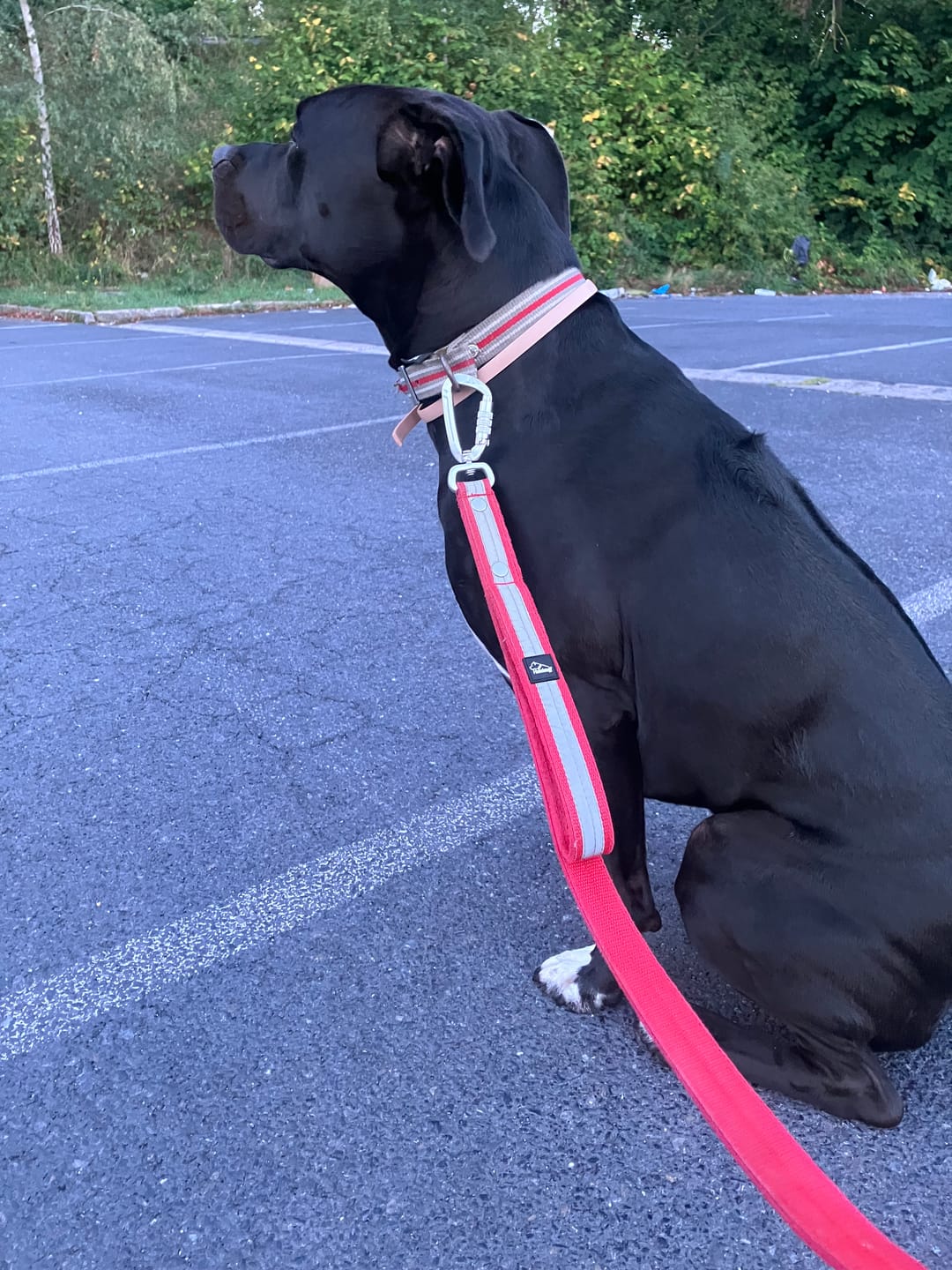 Customer photo review of Guard Leash Safe Rött - Väktarkoppel med handtag & reflex