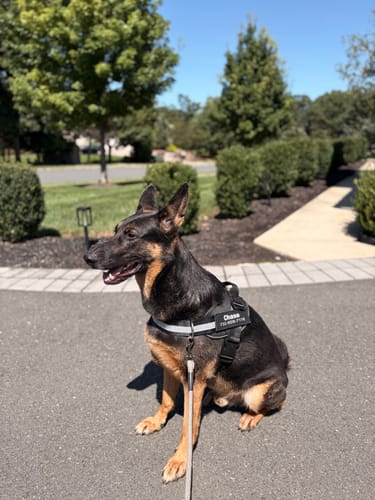 Customer's German Shepherd wearing a black Dogshood No Pull Harness, sitting outdoors on a sunny day.