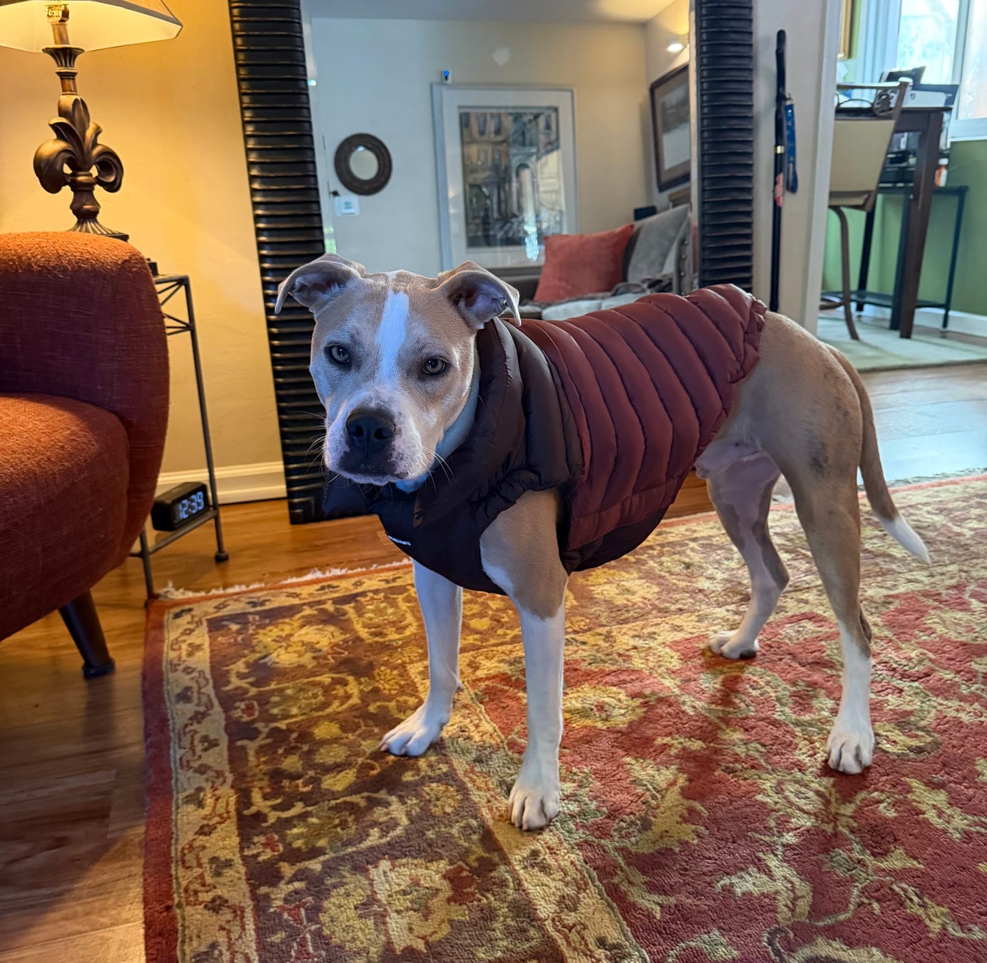 Customer photo review of PuffShield Winter Jackets