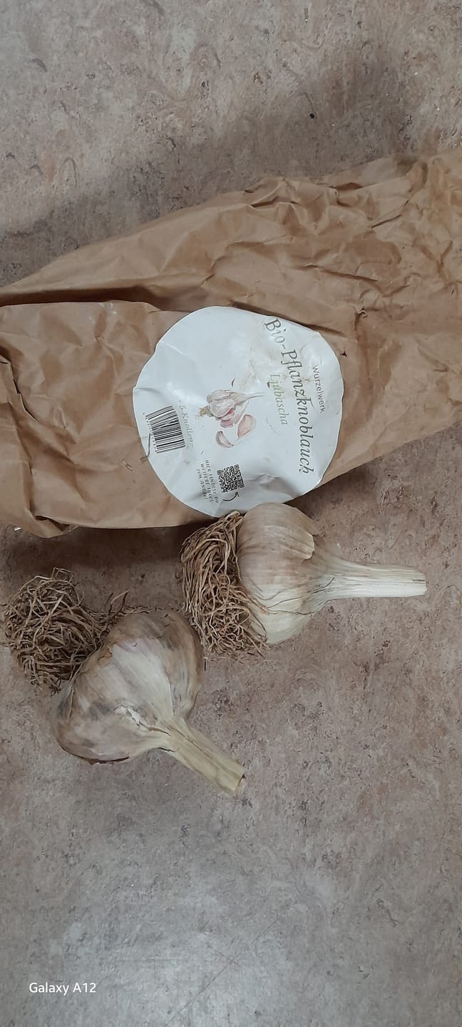Customer photo review of Pflanzknoblauch ‘Ljubascha’: Bio-Pflanzgut aus Erhaltungsanbau