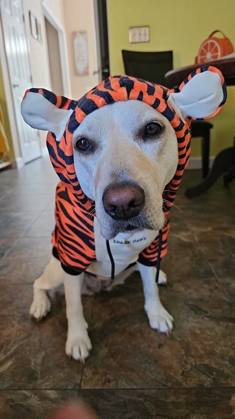 Customer photo review of Halloween Dog Hoodie - Tiger