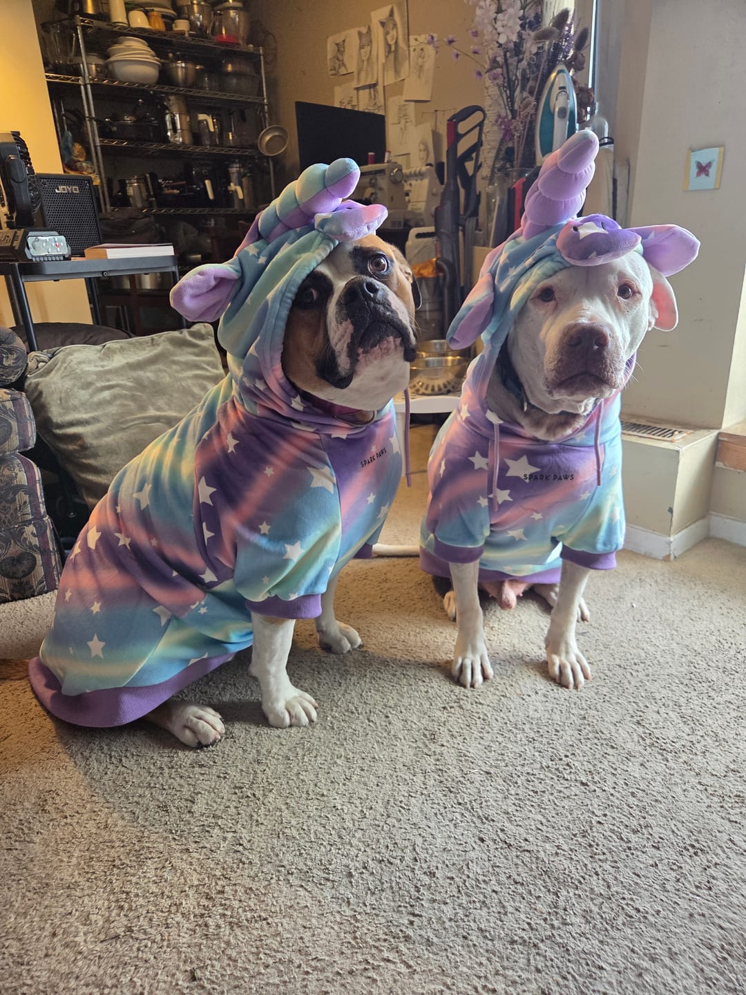 Customer photo review of Halloween Dog Hoodies (Limited Edition)