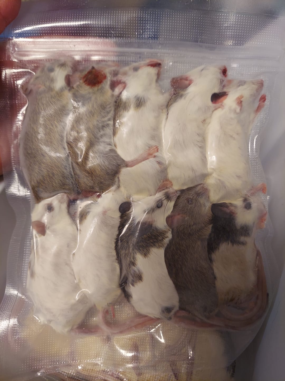 Customer photo review of Small African Soft Fur Rats (10 Count)
