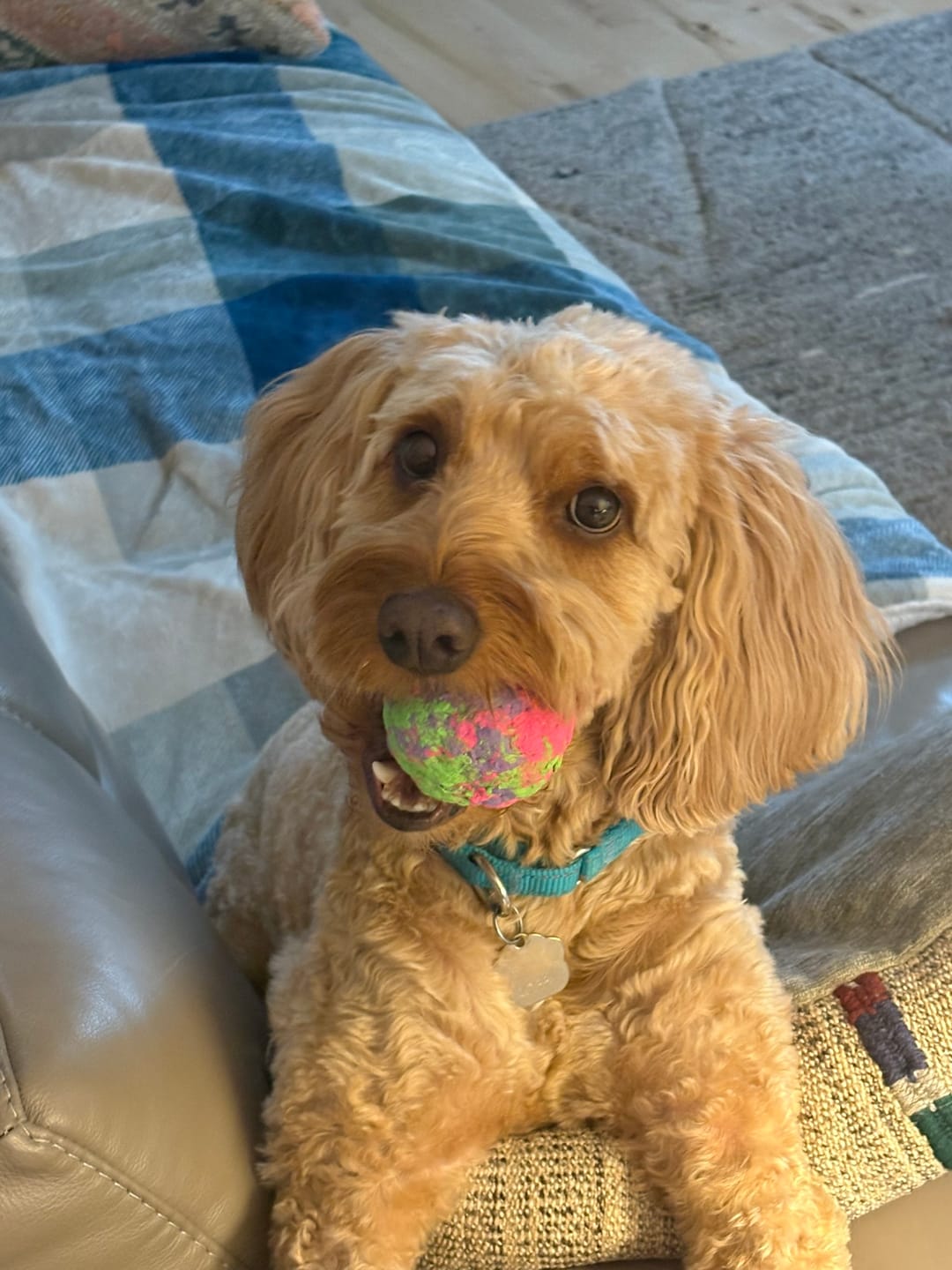Customer photo review of WUNDERball - Best Fetch Toy