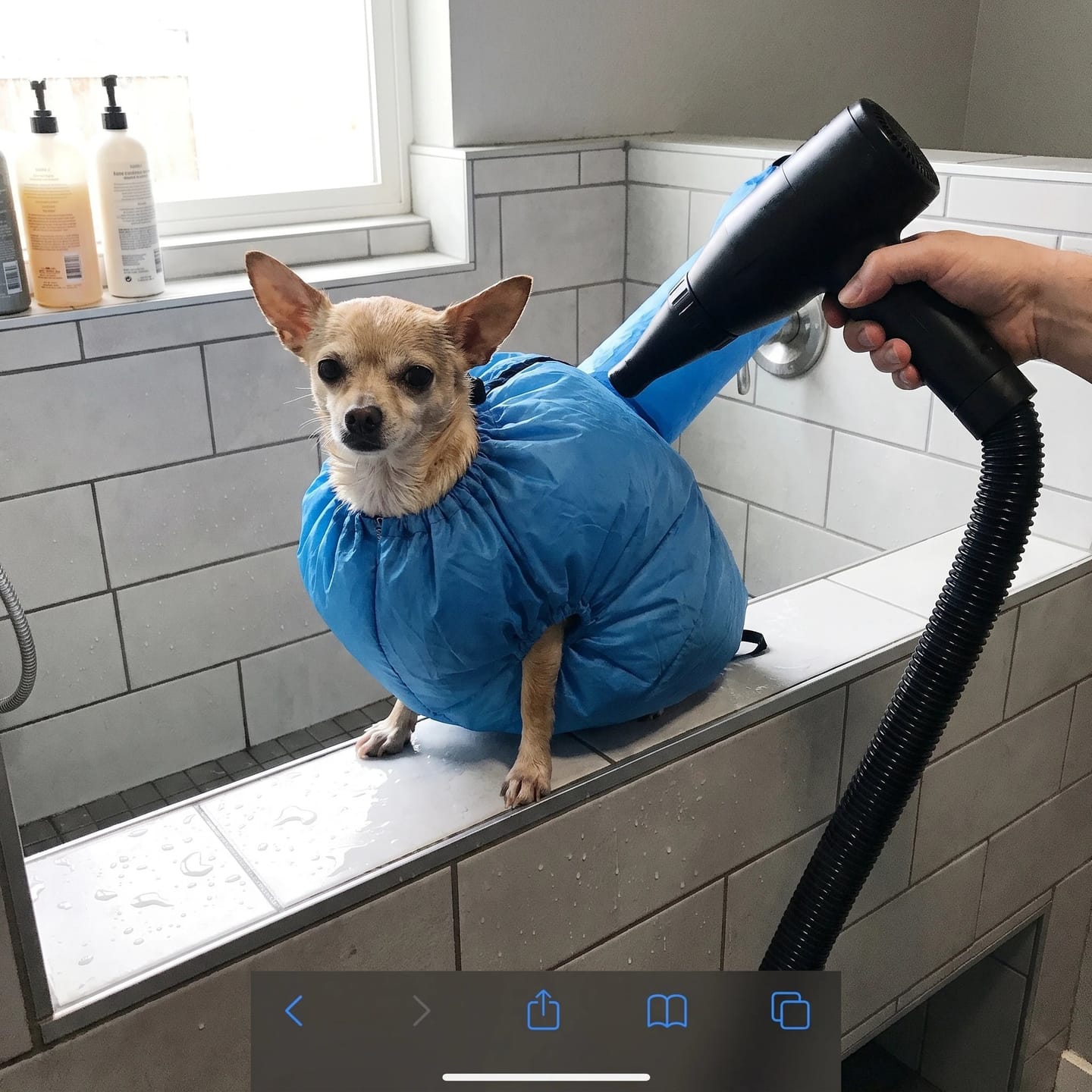 Customer photo review of Traje Secador Rápido para Perros y Gatos