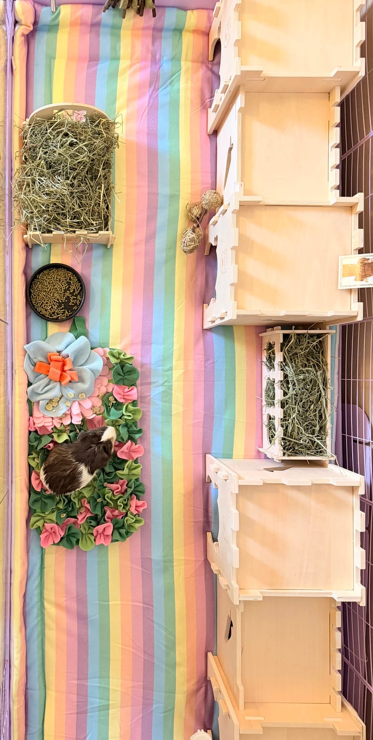 Customer photo review of Plush Fleece Liner for Guinea Pigs | Rainbow Collection