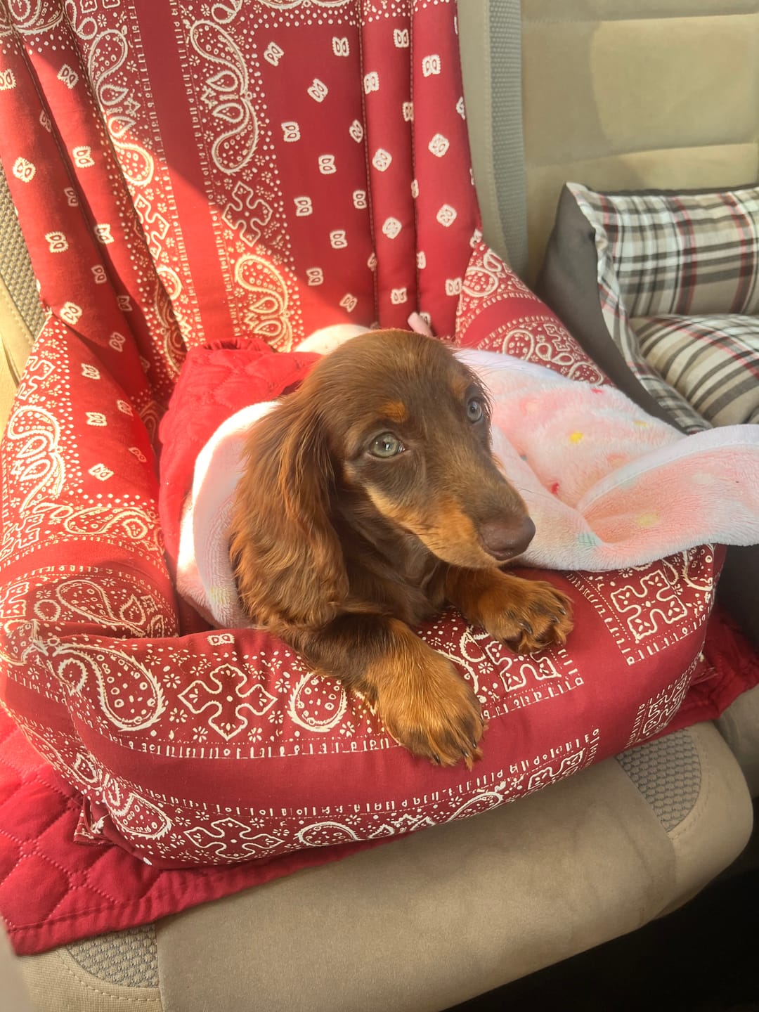 Customer photo review of Seggiolino Auto Cotone Premium Bandana Bordeaux