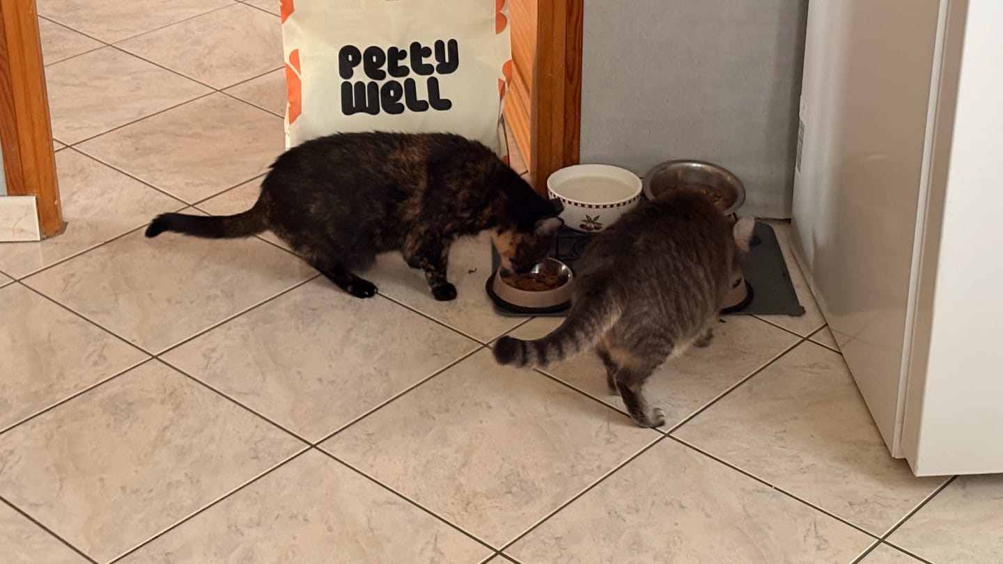 Customer photo review of Croquettes Poulet Frais pour Chat - Mig