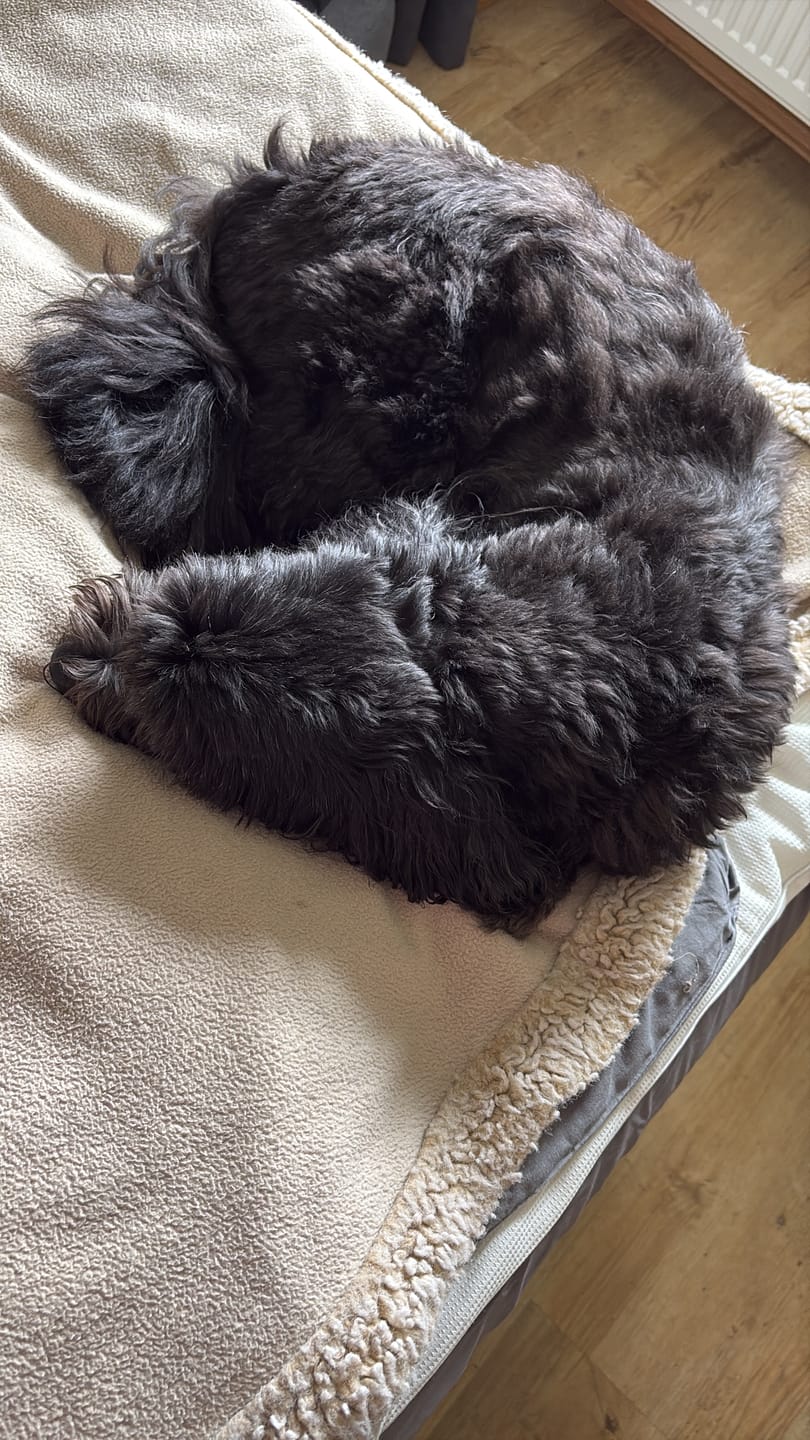 Customer photo review of 10% CBD Tropfen für Hunde